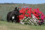 BOULEDOGUE FRANCAIS 295